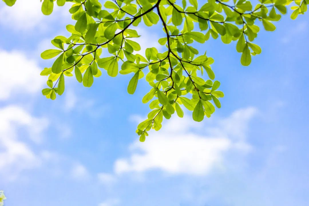 1746497662738141.png 劝夏1(1).png